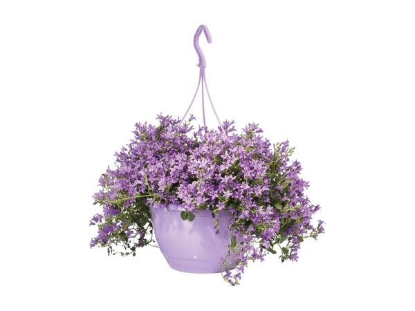 Campanula