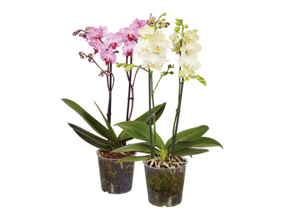 Orkidé Multiflora