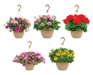 10" Hanging Basket