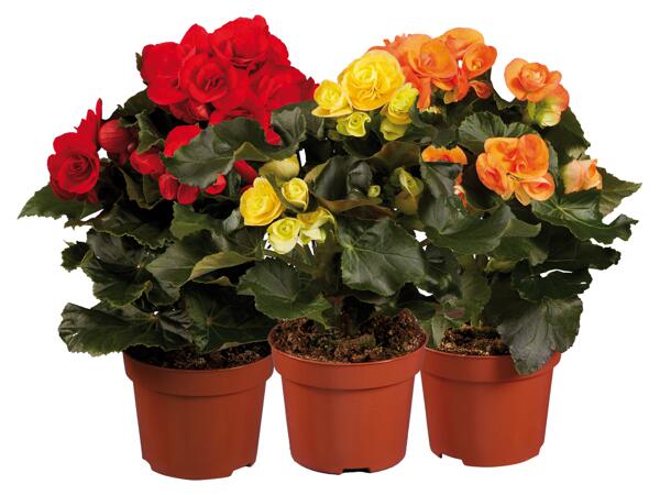 Begonia