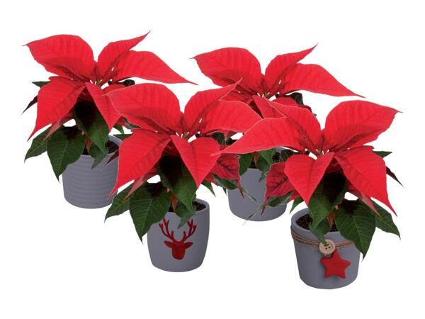 Mini poinsettia