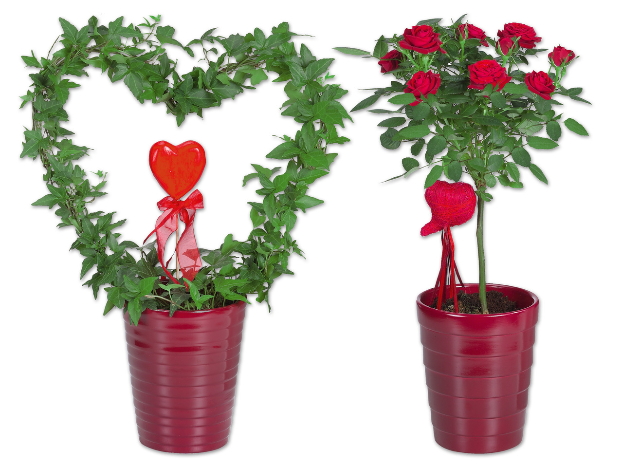 Anthurium, Stammrose oder Hederaherz in Keramik