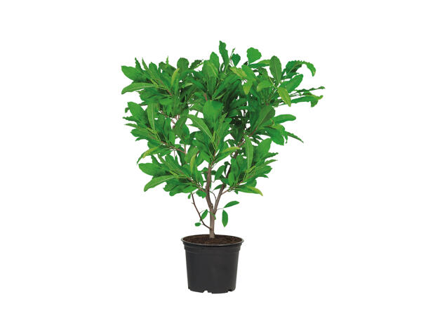 Magnolia