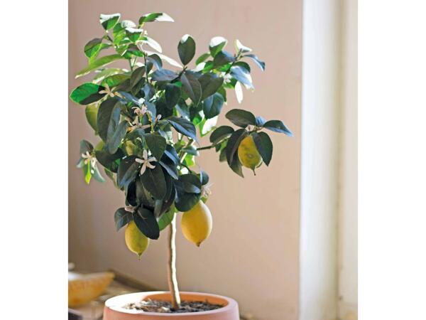 Opstammet citrusplante