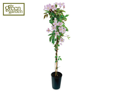 Spring Clematis