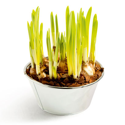 Bulbes dans un pot décoratif