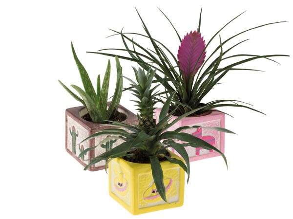 Exotic Plants