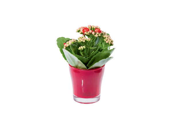 Kalanchoe