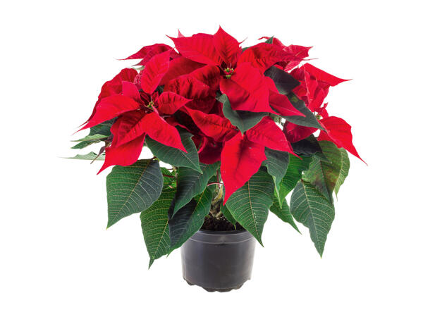 Large Poinsettia