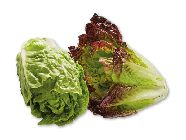 Mini romaine salat 2-farvet