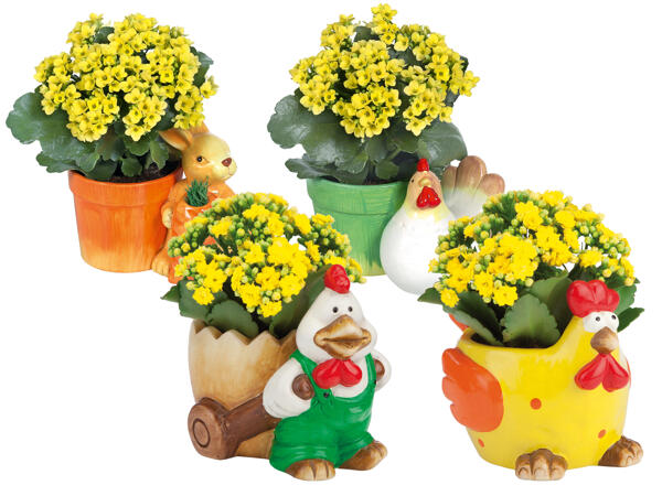 Hahn, Hase oder Henne bepflanzt