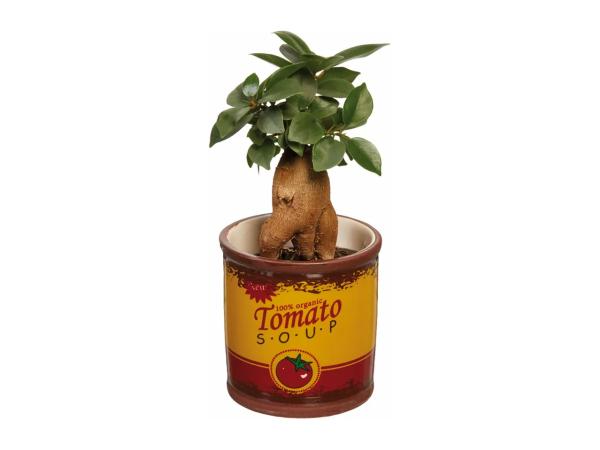 Plant in Mini Bucket