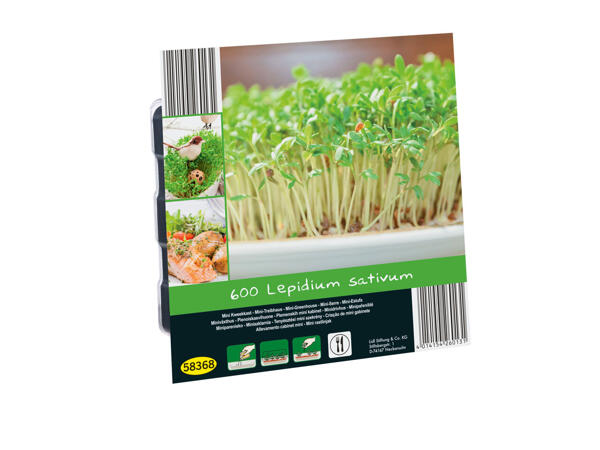 Oignons à planter ou mini-serre