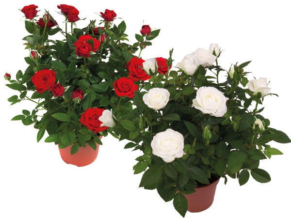Topfrose