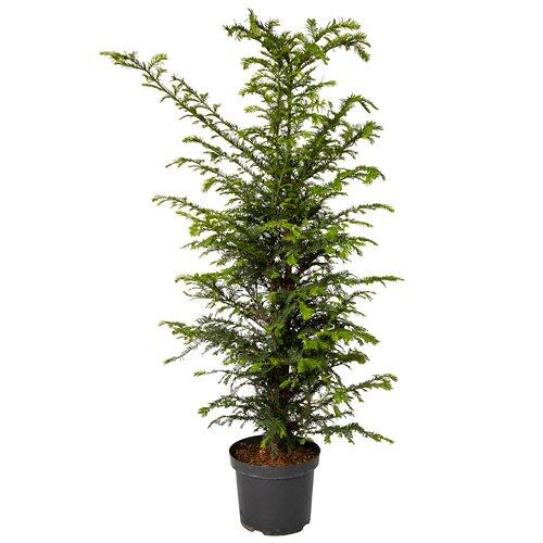 If commun HEC, 80 - 100 cm de haut