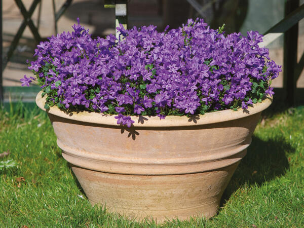 Klokkeblomst