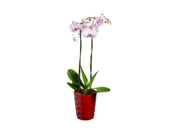 Phalaenopsis, 2 Stems