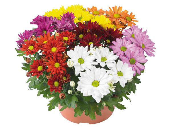 Chrysanthemen XL