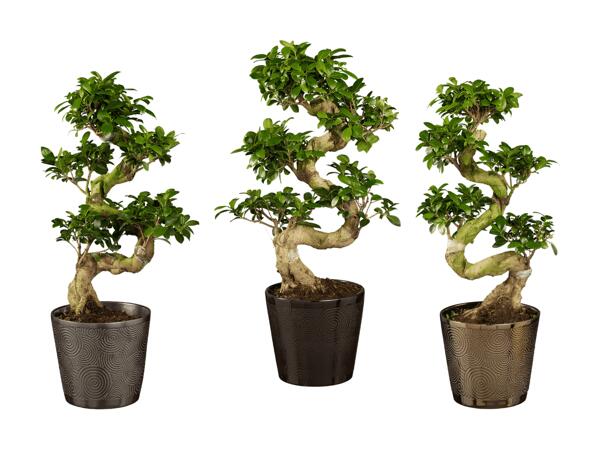 Ficus ginseng premium dans un pot en céramique