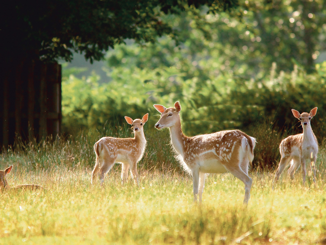 Wildlife Surveillance Camera1