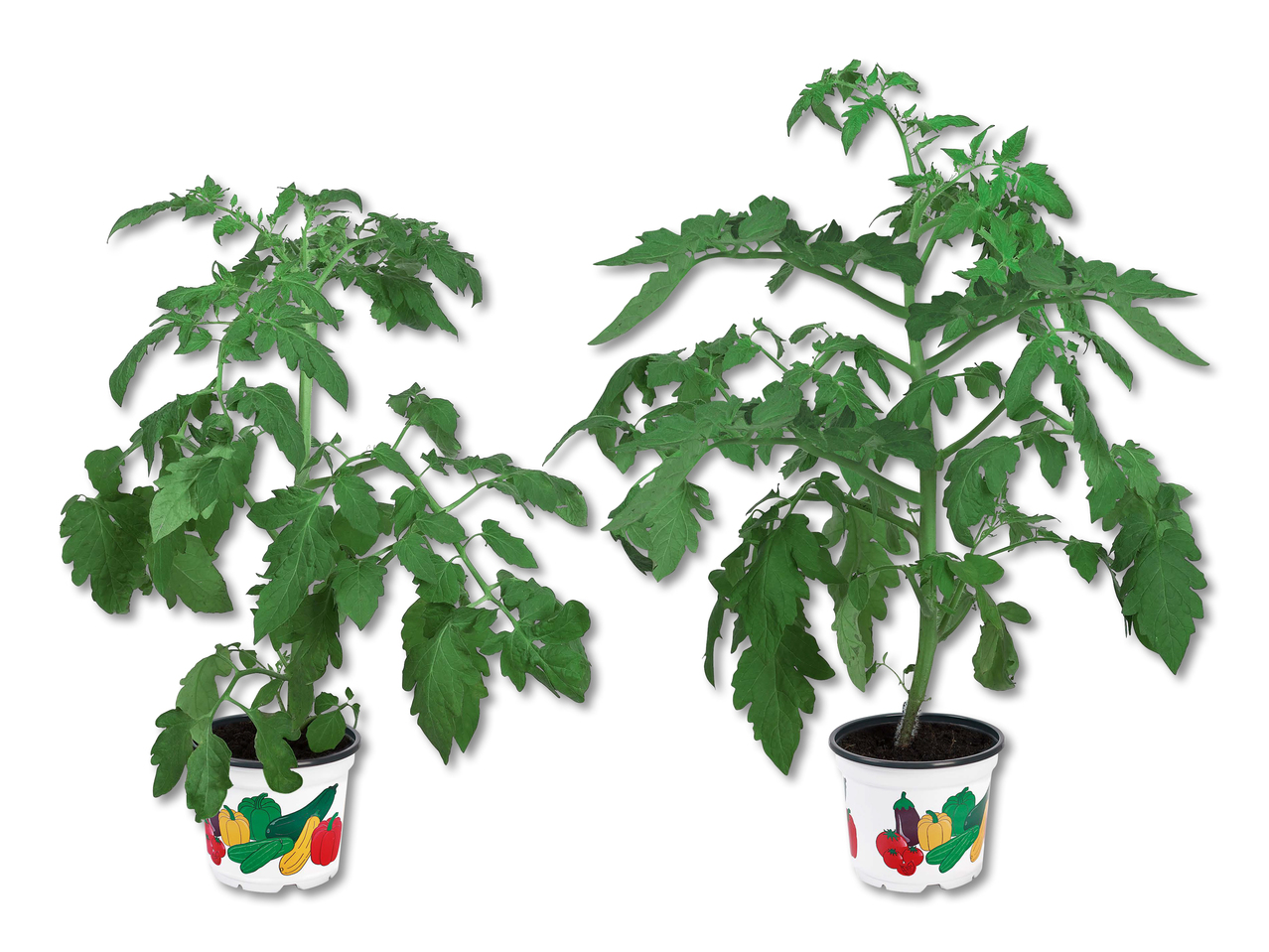 Légumes