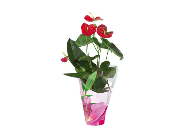 Blomstermiks i cellofan