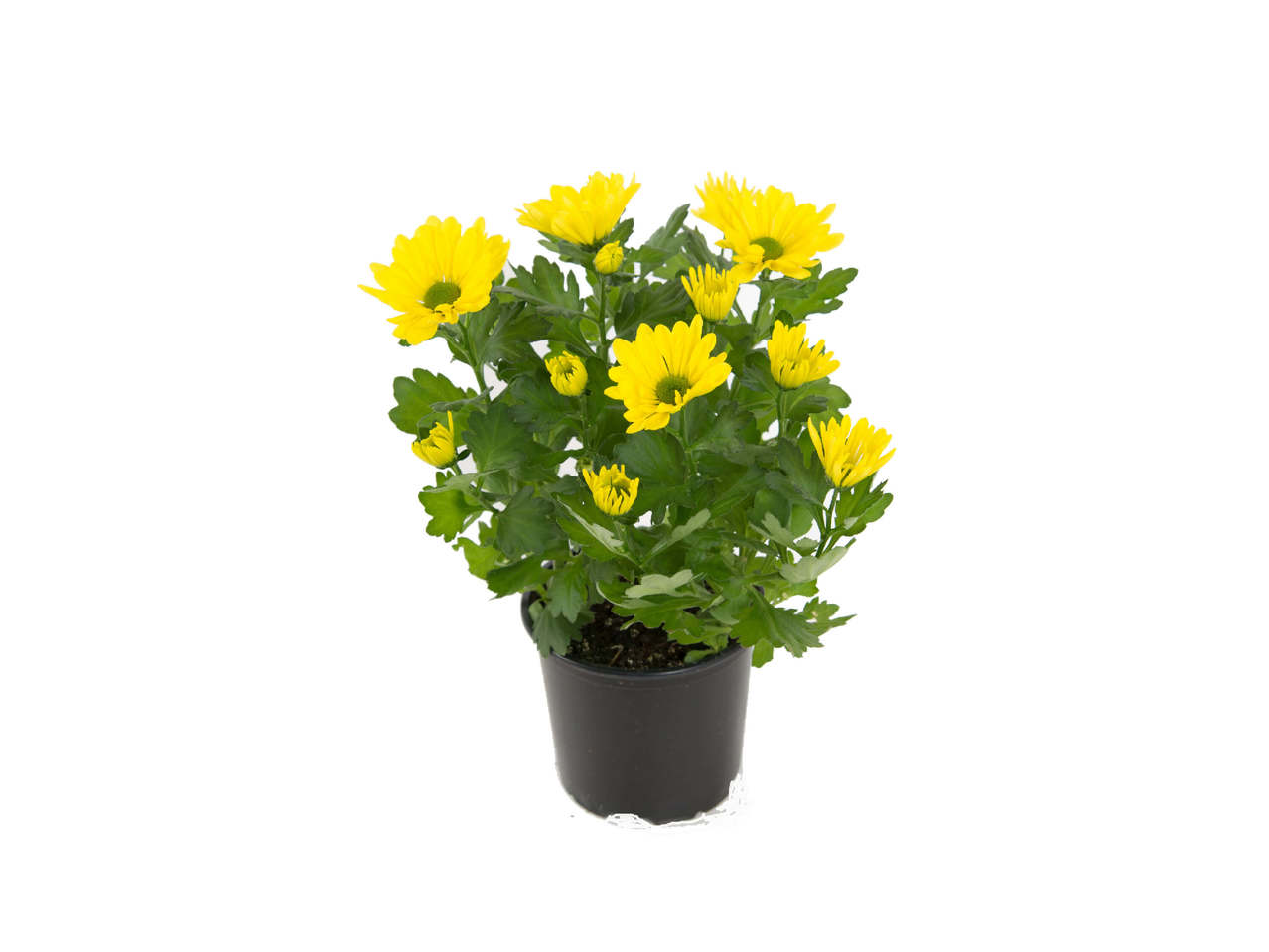 Krysantemum