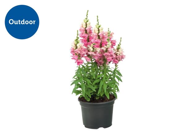 Large Perennials - 17cm