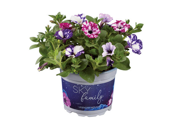 Trefarvet Petunia Sky