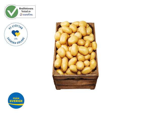 Potatis