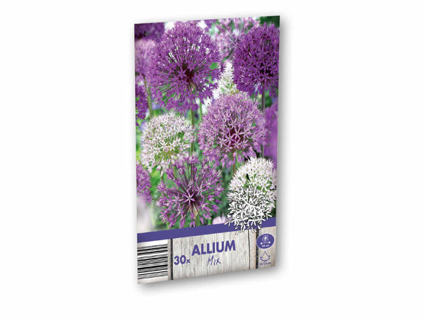 Allium blomsterløg