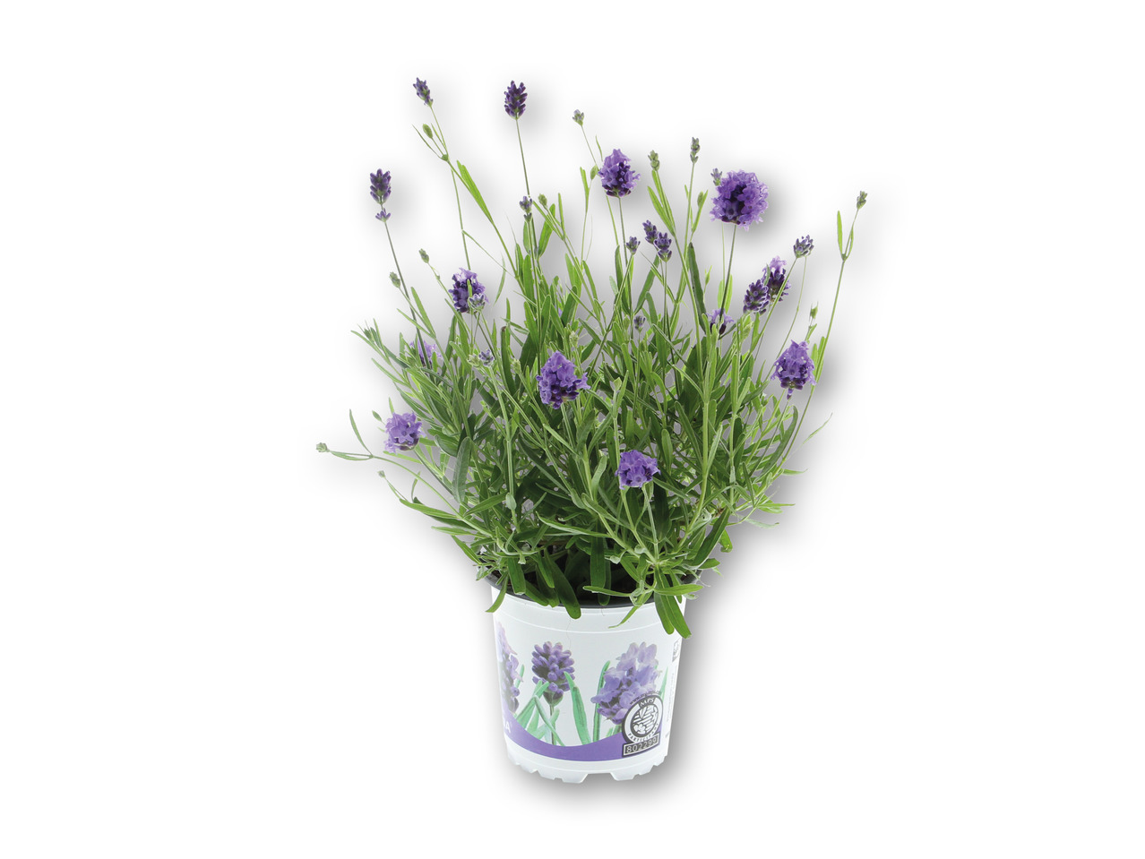 Lavendel