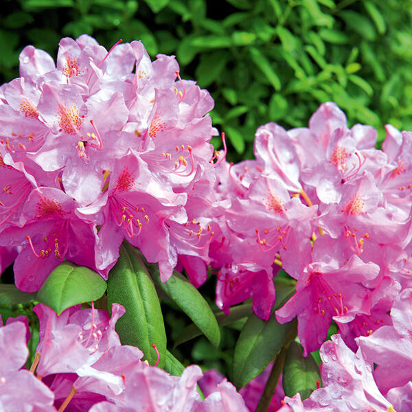 Rhododendron