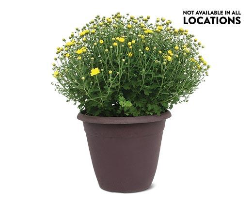 14" Garden Mum Assorted Colors