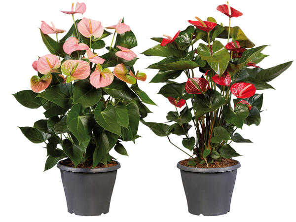Anthurium (Flamingopflanze)