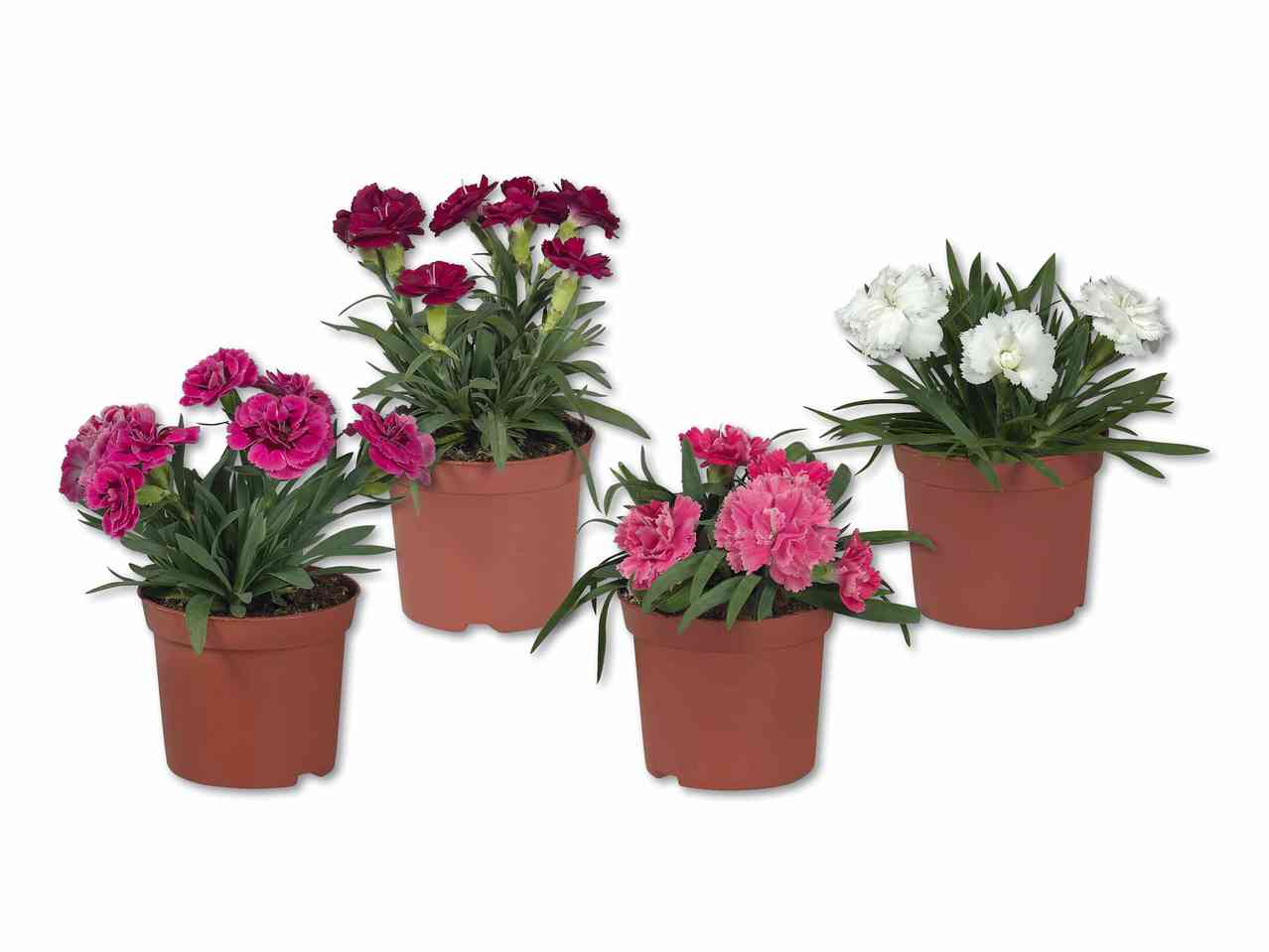 Œillet (Dianthus)