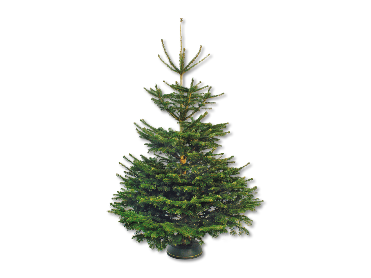 Sapin de Nordmann