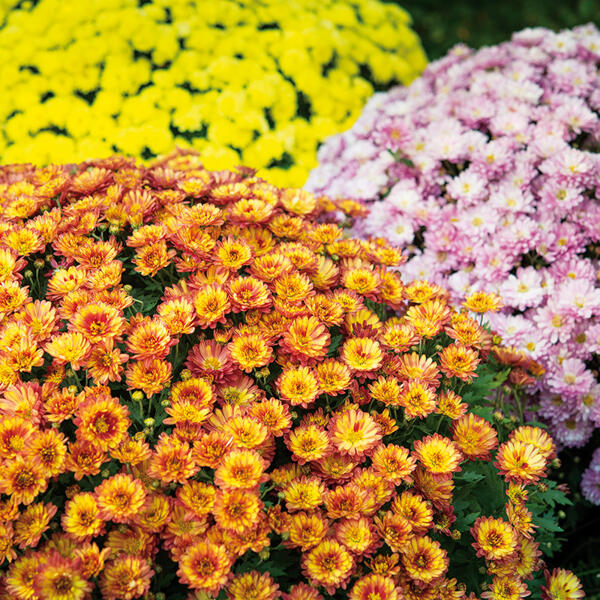 Bauernchrysantheme