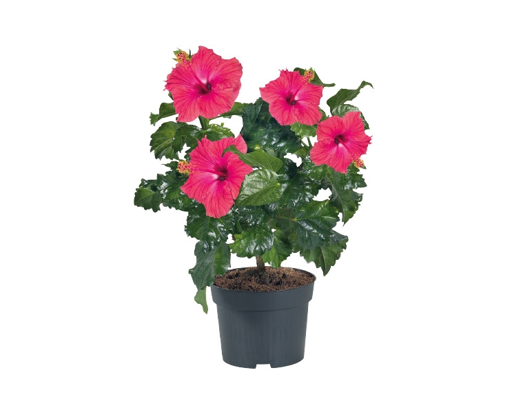 Hibiscus