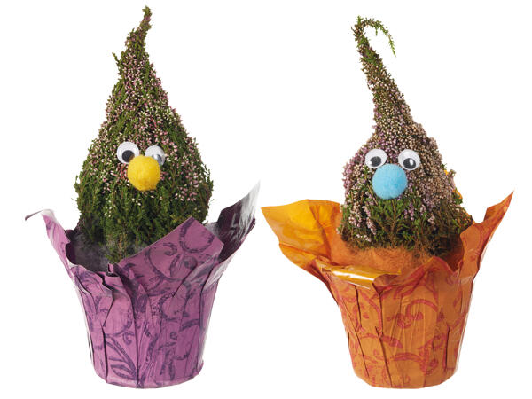 Calluna Wichtel