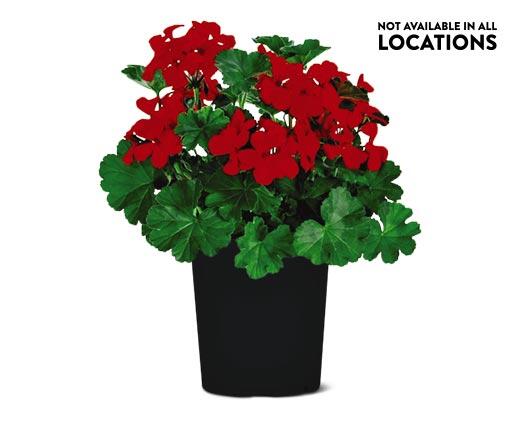 6" Premium Annual Assorted Varieties