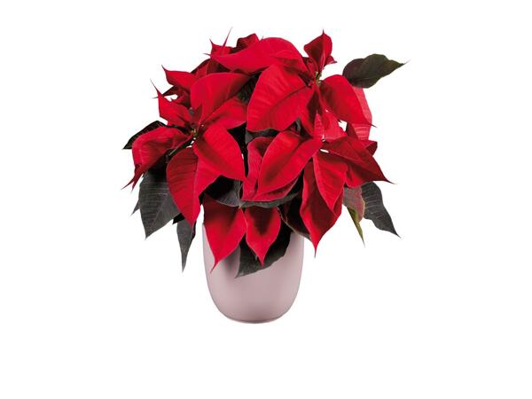 Poinsettia
