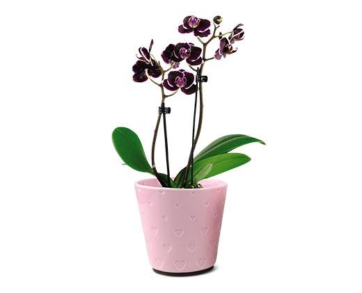 5" Easy Orchid Assorted Colors