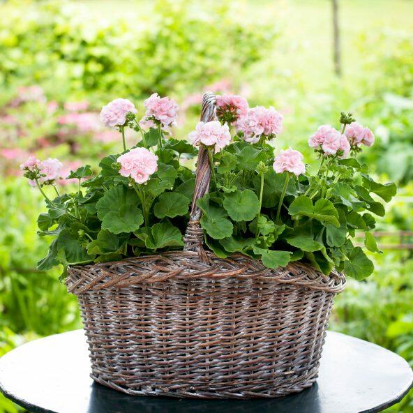 Sommermix