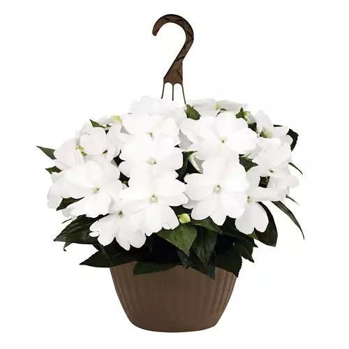 10" Hanging Basket - Assorted Varieties