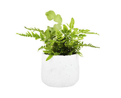 Fern in Ceramic Pot