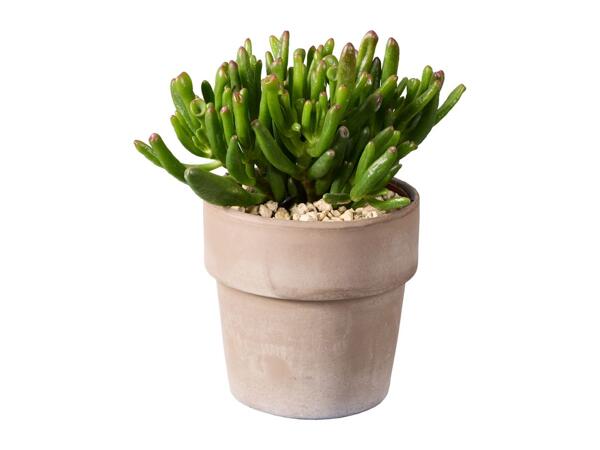 Succulents in Terracotta Pot