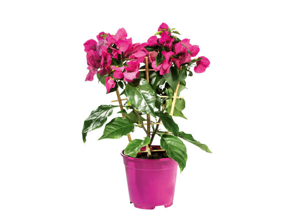 Bougainvillea