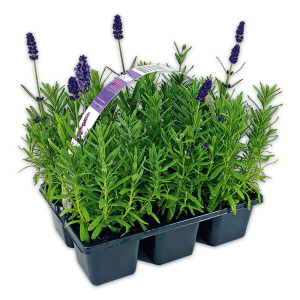 Lavendel