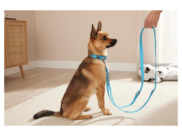 Dog Collar and Lead